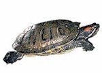 turtle picture