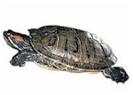 tortuga picture