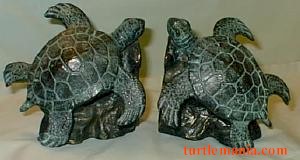 751 turtle pictures